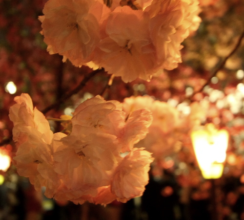 SAKURA　～桜の散歩～4_e0155066_14222795.jpg