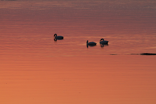 美しいサロマ湖の夕日_f0054366_7411712.jpg