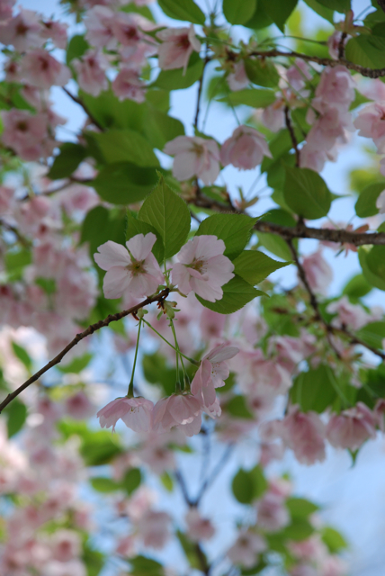 桜＠平野神社①_a0006267_12155538.jpg