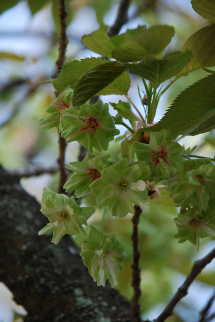 桜＠平野神社①_a0006267_1291284.jpg