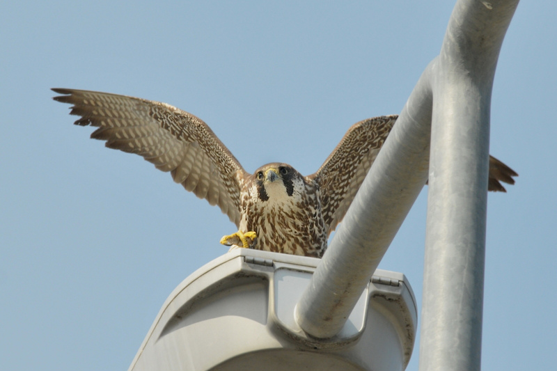 ハヤブサ若鳥_f0053272_201257100.jpg