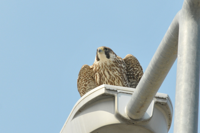 ハヤブサ若鳥_f0053272_2041126.jpg