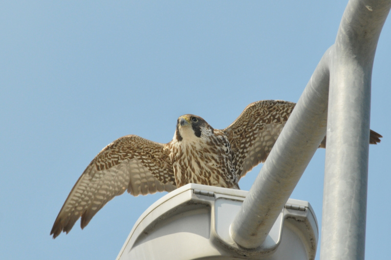 ハヤブサ若鳥_f0053272_2043342.jpg