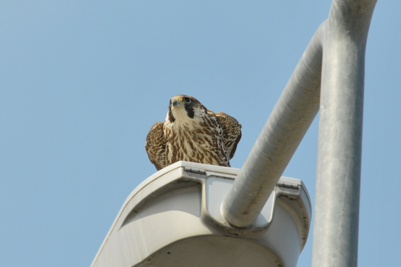 ハヤブサ若鳥_f0053272_205092.jpg