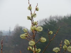 福島県ＳＰＥＥＤＩデータ消去事件とオノエヤナギ_e0148077_1611328.jpg