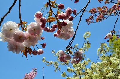 大阪造幣局　桜の通り抜け_c0229483_11231819.jpg