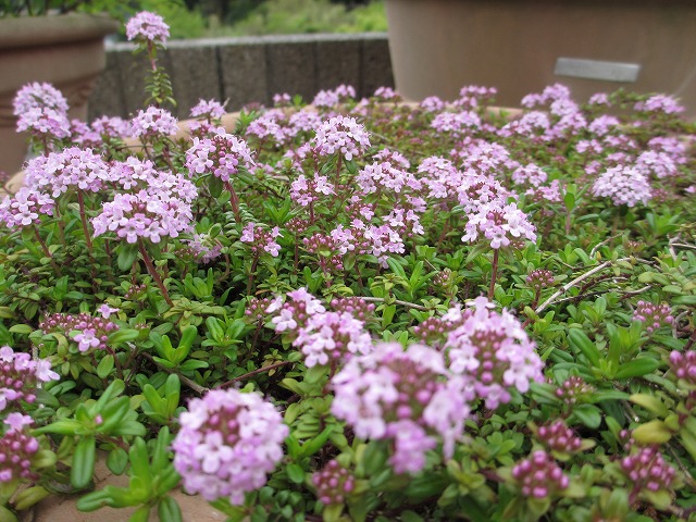 庭のお花（ピンク・紫系）　４・２１_b0182884_7225070.jpg