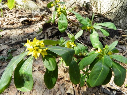 野幌森林公園も春の花が_b0055585_1105583.jpg