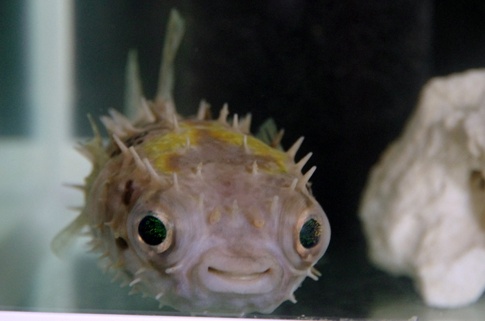 即納最大半額 海水魚 フグ メイタイシガキフグ 13cm 1匹 Shipsctc Org