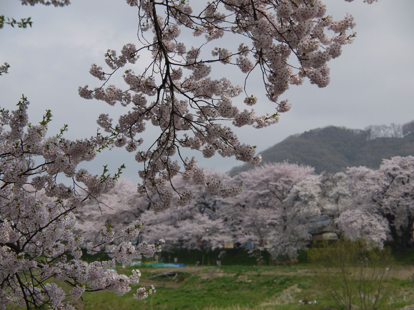 ２０１２ 船岡城址公園＆白石川堤一目千本桜 花見ツーリング（後編）_d0244687_137054.jpg