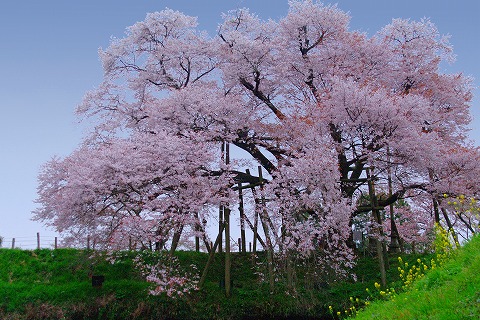 浅井の一本桜_e0176993_7523843.jpg