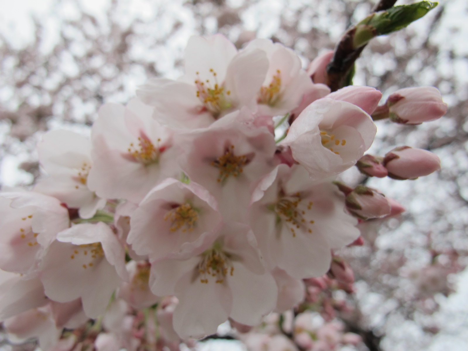 満開、佐氏泉公園の桜（２０１２年４月２８日）・・・１_c0075701_762964.jpg