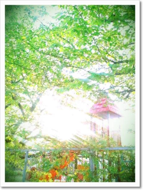 -初夏-_c0198903_1937082.jpg