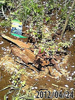 e0270403_8521482.jpg