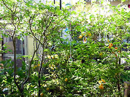 e0118904_1418669.jpg