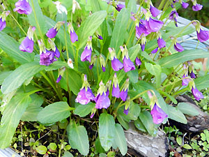 e0118904_14231992.jpg