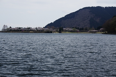 富士の裾野の桜並木と田貫湖_c0105807_16304983.jpg