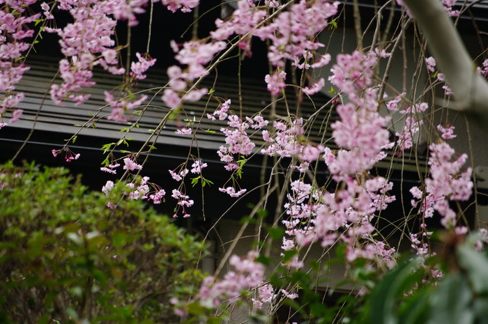 白石城の桜_b0190709_20541647.jpg