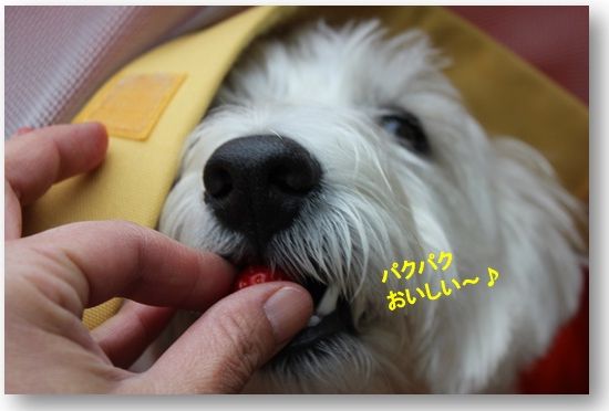 平塚に白犬さん集合♪　　苺狩りで満腹☆そして・・・_a0161111_23235730.jpg