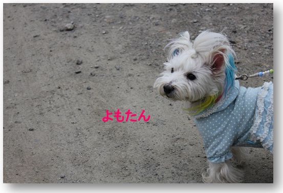 平塚に白犬さん集合♪　　苺狩りで満腹☆そして・・・_a0161111_23242691.jpg