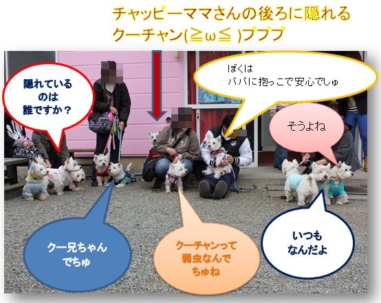 平塚に白犬さん集合♪　　苺狩りで満腹☆そして・・・_a0161111_23263556.jpg