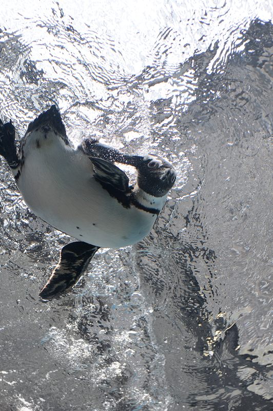 潜入！京都水族館　其の二_f0032011_20143312.jpg