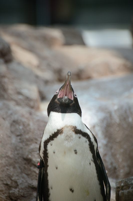 潜入！京都水族館　其の二_f0032011_20144055.jpg