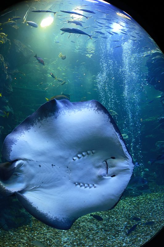 潜入！京都水族館　其の二_f0032011_20153880.jpg