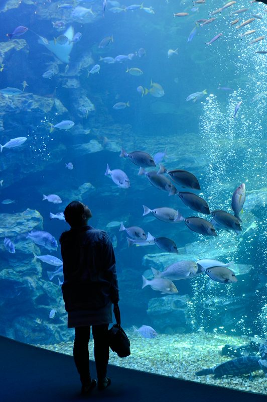 潜入！京都水族館　其の二_f0032011_2015466.jpg