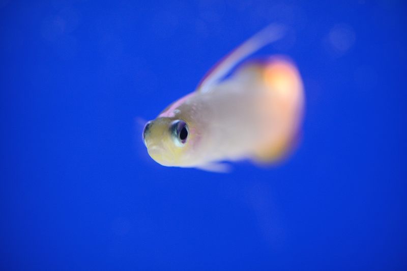 潜入！京都水族館　其の二_f0032011_2015496.jpg