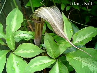 Arisaema kishidae_b0099813_0123127.jpg