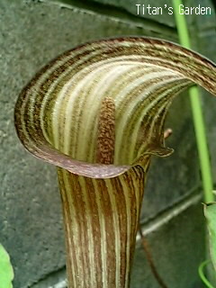 Arisaema kishidae_b0099813_0123135.jpg