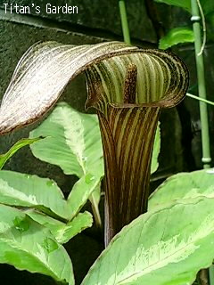 Arisaema kishidae_b0099813_0123195.jpg