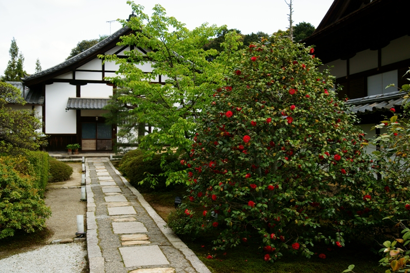 御寺泉涌寺別院雲龍院の海棠桜_e0177413_22134392.jpg