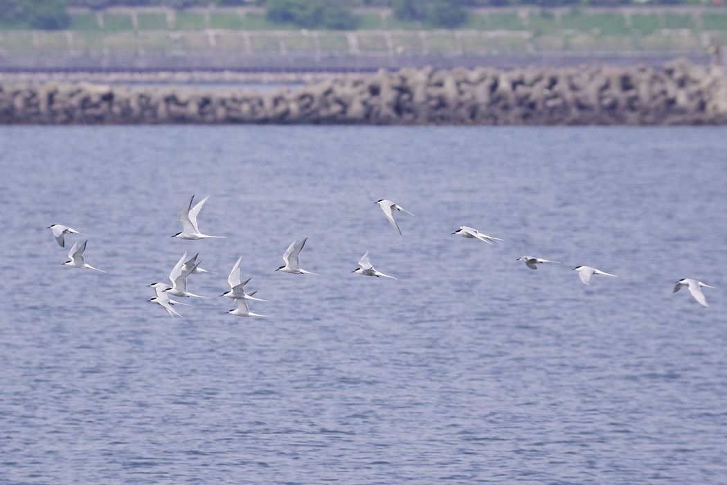 葛西臨海公園で鳥見三昧（３）：アジサシが群れる！_a0031821_20202037.jpg