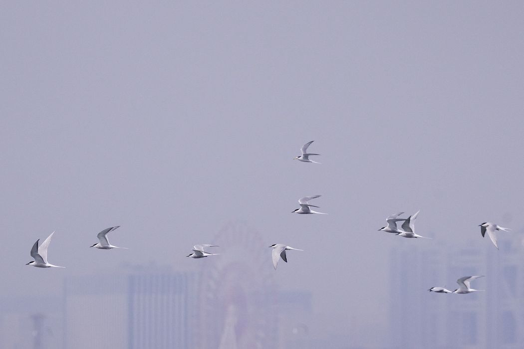 葛西臨海公園で鳥見三昧（３）：アジサシが群れる！_a0031821_20212695.jpg