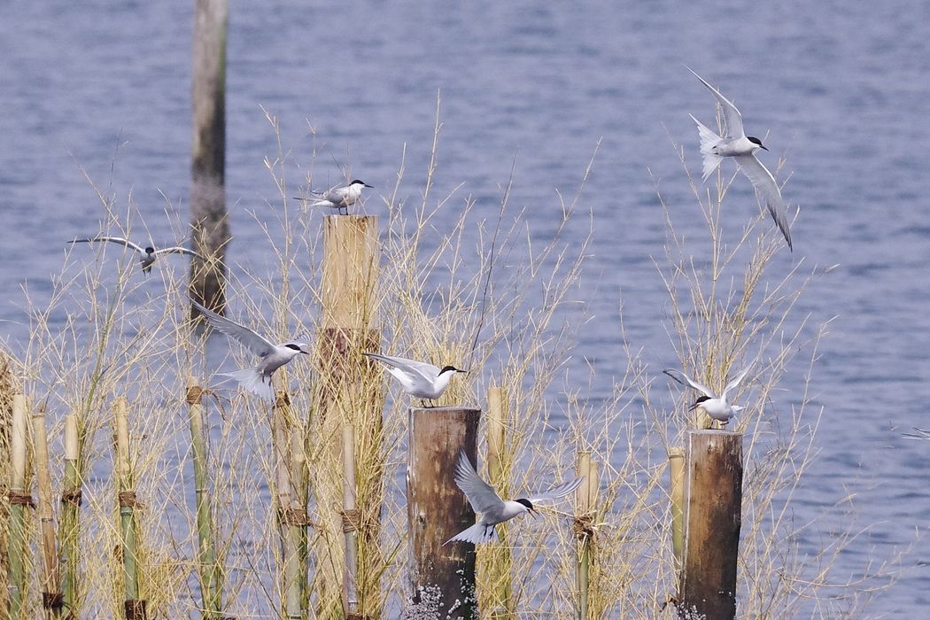 葛西臨海公園で鳥見三昧（３）：アジサシが群れる！_a0031821_20214438.jpg