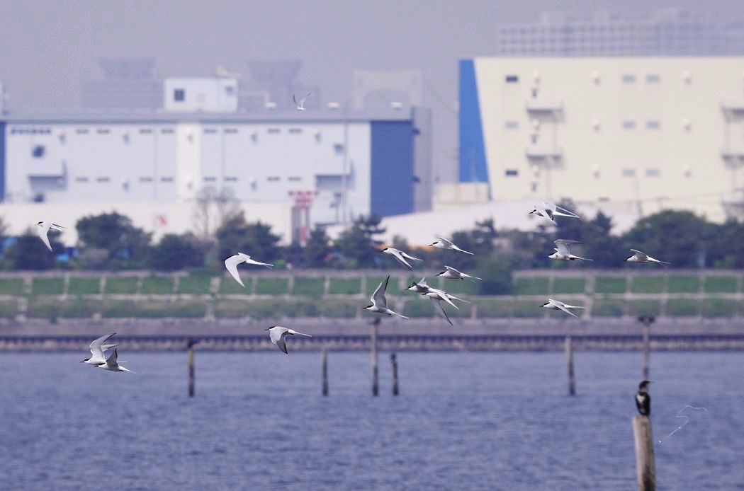 葛西臨海公園で鳥見三昧（３）：アジサシが群れる！_a0031821_2021822.jpg