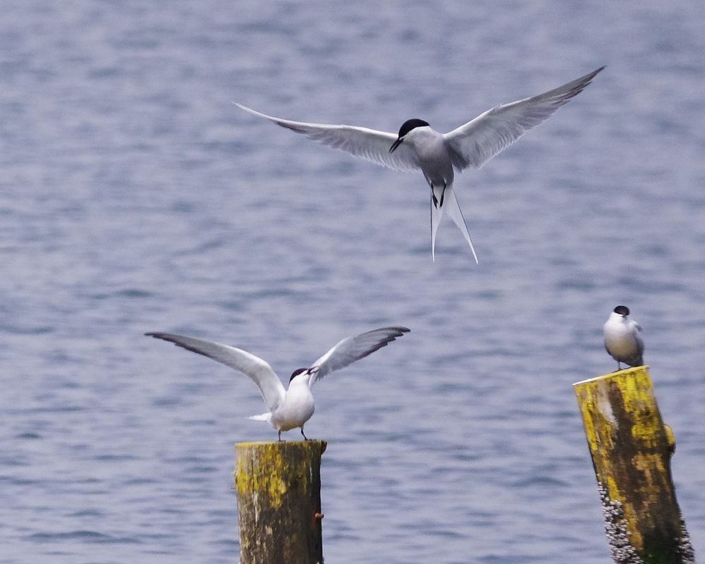 葛西臨海公園で鳥見三昧（３）：アジサシが群れる！_a0031821_20281648.jpg