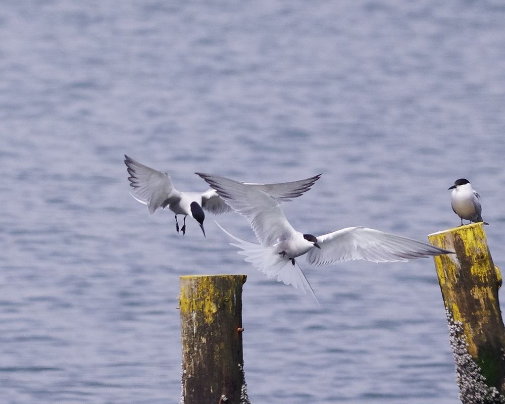 葛西臨海公園で鳥見三昧（３）：アジサシが群れる！_a0031821_20315958.jpg