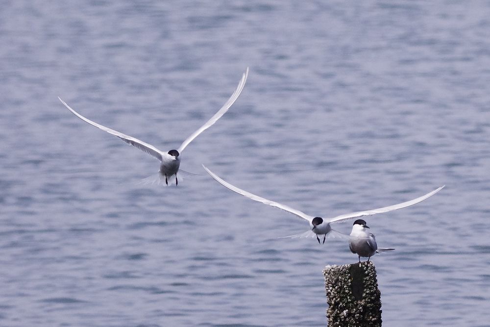 葛西臨海公園で鳥見三昧（３）：アジサシが群れる！_a0031821_20324459.jpg