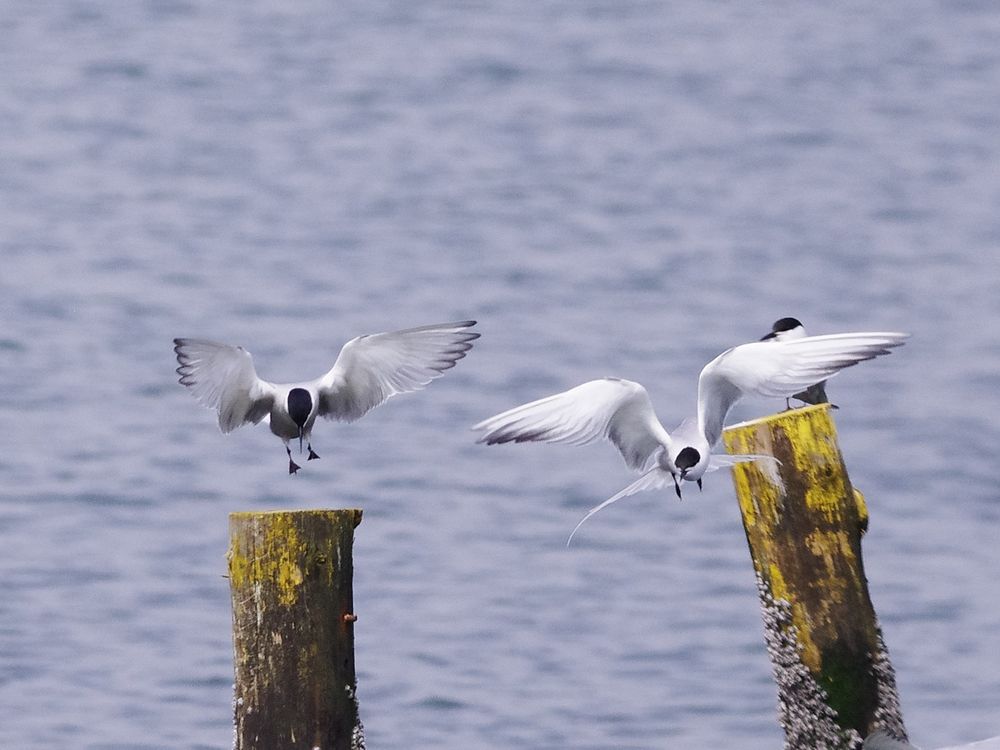 葛西臨海公園で鳥見三昧（３）：アジサシが群れる！_a0031821_20324794.jpg