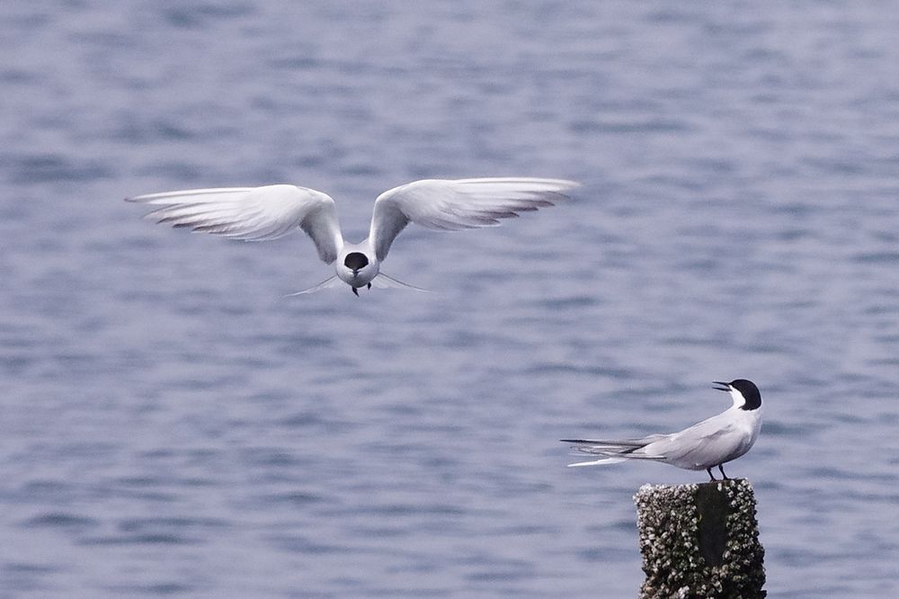 葛西臨海公園で鳥見三昧（３）：アジサシが群れる！_a0031821_20332665.jpg