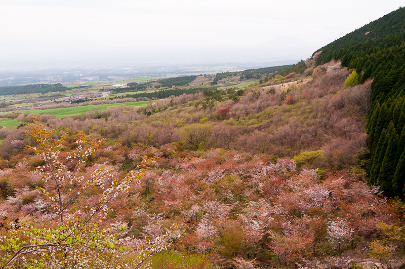 4000本の山桜_e0180623_051687.jpg