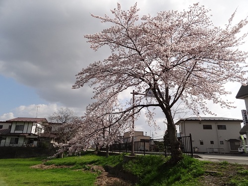 桜を追いかけて２０１２　～平泉編～_b0229924_0285920.jpg
