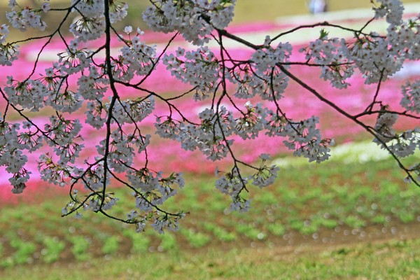 赤城南面千本桜_c0104227_19434950.jpg