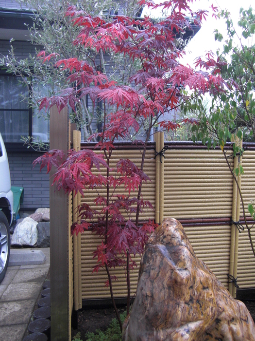 モミジ 藤波錦 販売 画像 価格 値段 庭木 植木 落葉 珍品 安行 丁寧な仕事を心掛けて 安行の植木屋 横井園芸です モミジ 藤波錦 販売 画像 価格 値段 庭木 植木 落葉 珍品 安行 丁寧な仕事を心掛けて 安行の植木屋 横井園芸です