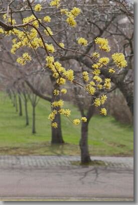 ２０１２年　弘前公園の桜いっせいに開花_d0038630_21564035.jpg