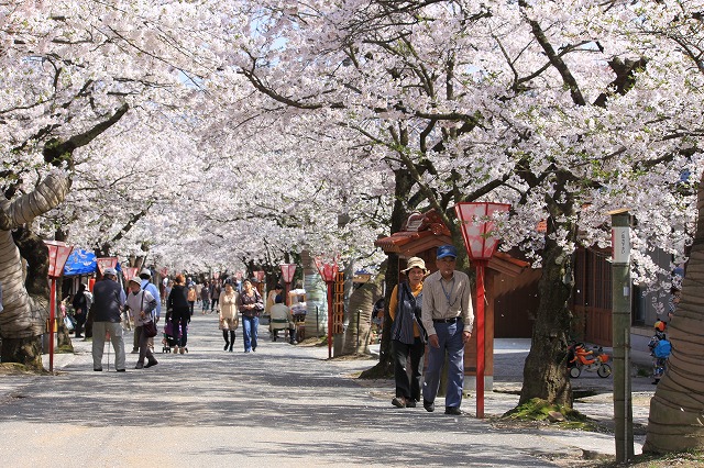 ４月２３日　　　がいせんざくら祭り_a0045932_20382523.jpg