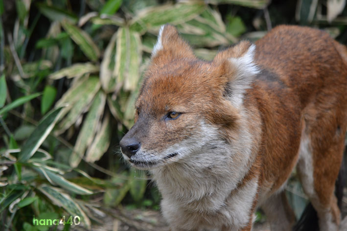 森の中のドール アカオオカミ 今日ものんびり動物園